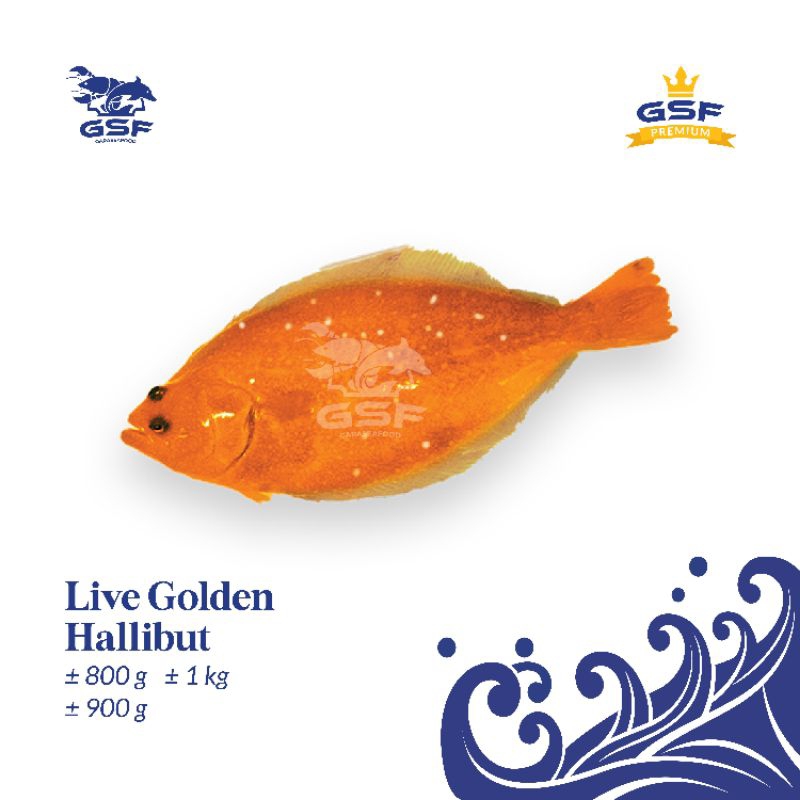 

Live Golden Halibut import to Korea l Ikan Halibut Emas I Hirame I Golden Flounder
