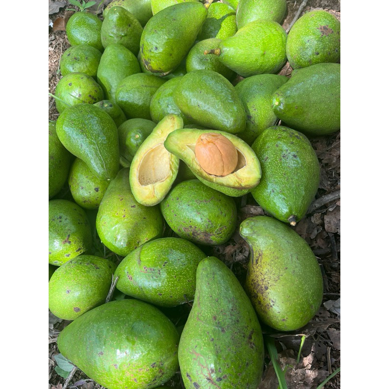 

Buah Alpukat Segar