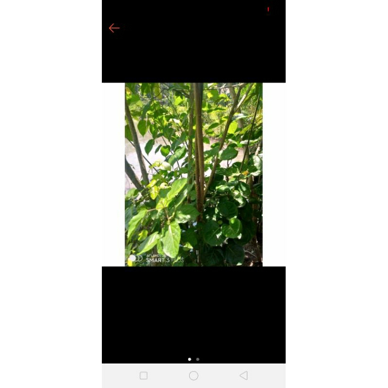 

Batang stek daun singkil/daun buas buas obat tumor