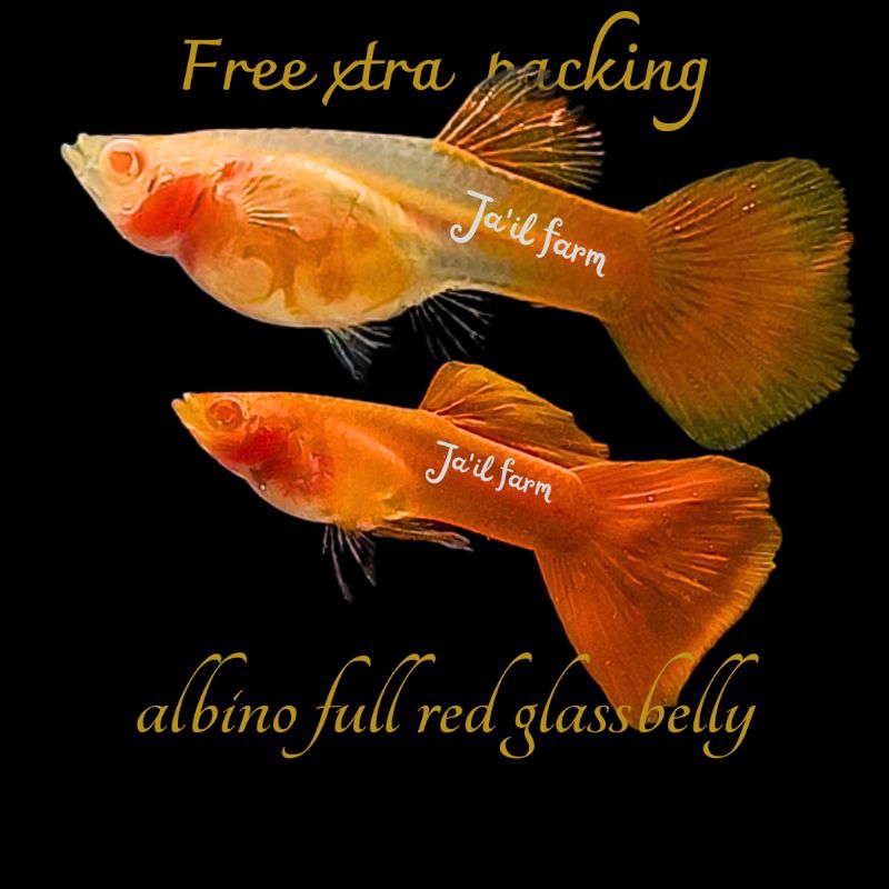 

FREE XTRA PACKING - ALBIN0 FULL RED GLASSBELLY