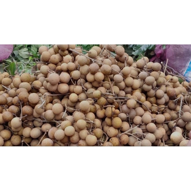 

kelengkeng super tebal dan manis