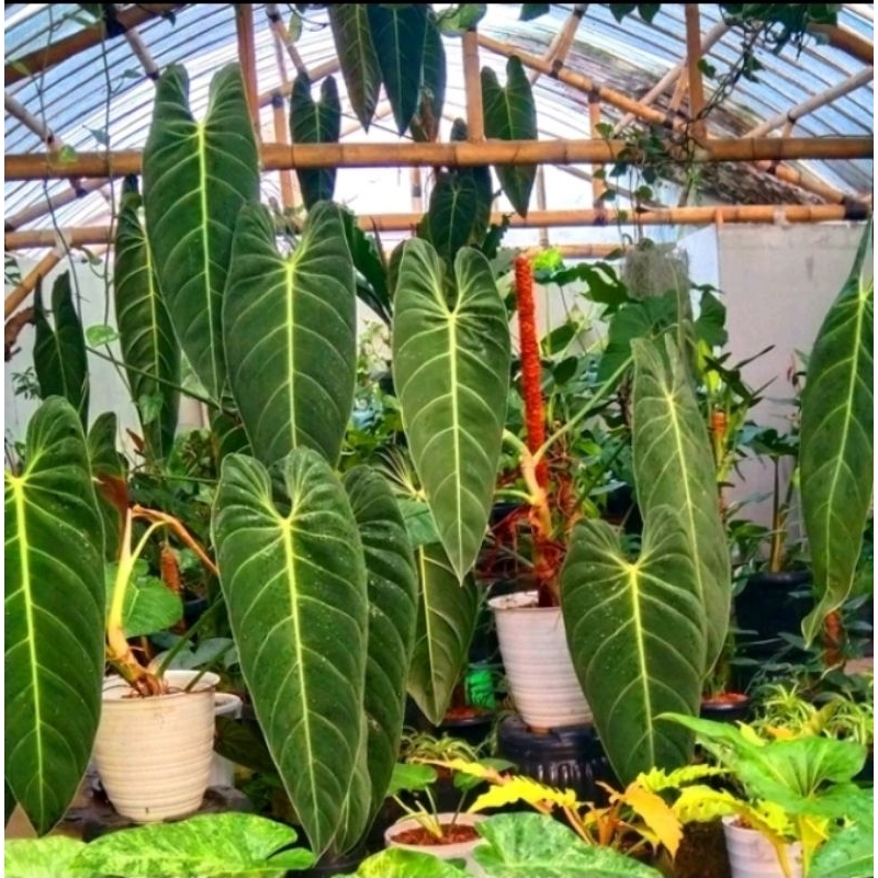 Tanaman Hias Philodendrond Melanocrysum Narrow