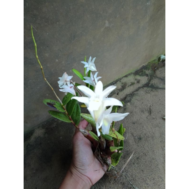 ANGGREK MERPATI SIAP TANAM / ANGGREK MERPATI / BIBIT ANGGREK