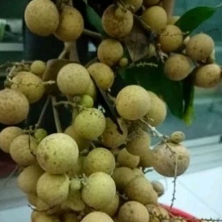 

Buah Kelengkeng