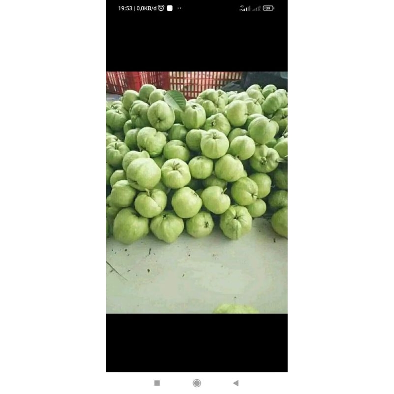 

jambu kristal 1kg + bumbu rujak