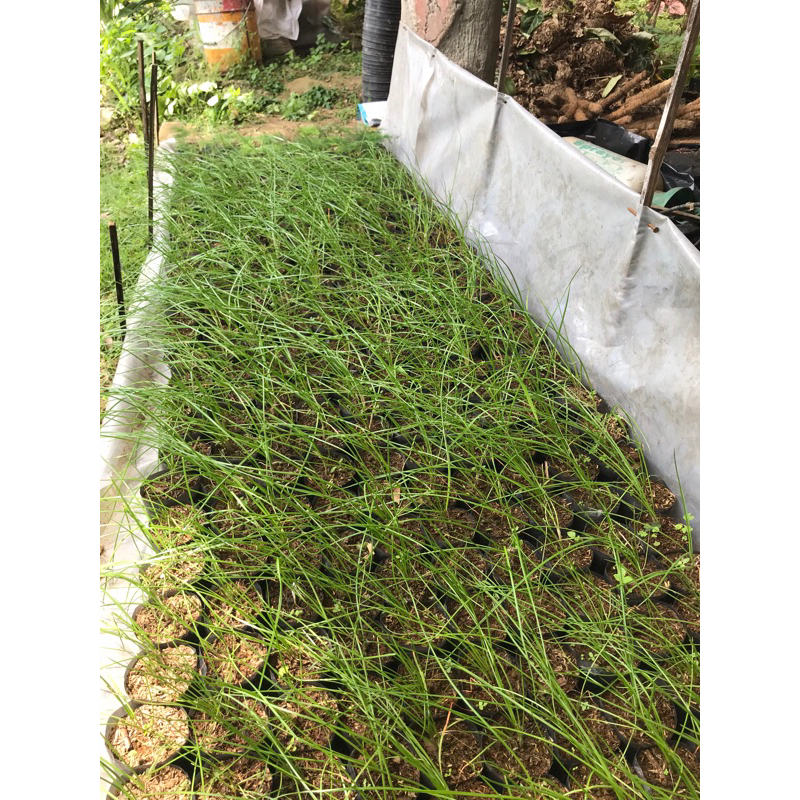 bibit tanaman herbal kucai | bibit bawang kucai