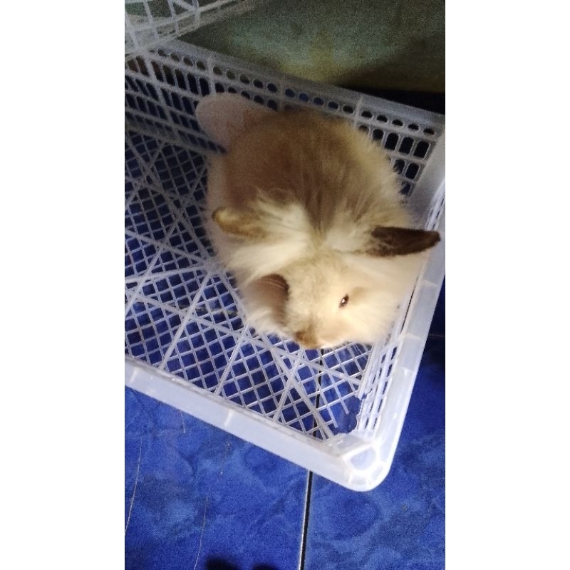 kelinci lion head