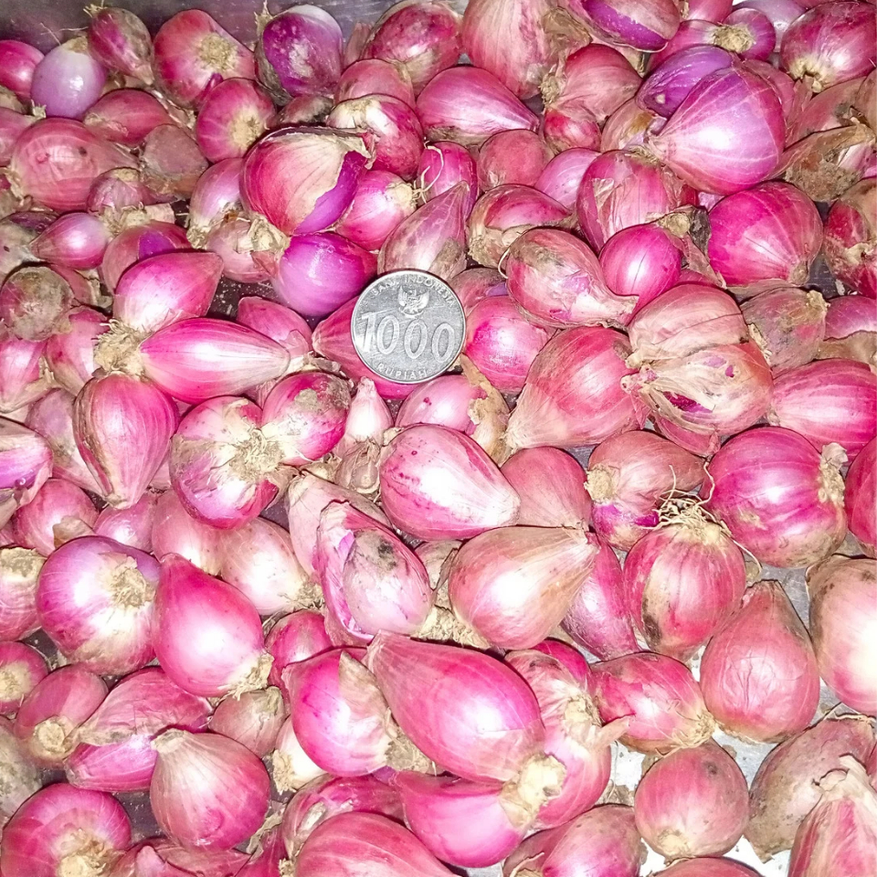 

Bawang Merah Campur 1 Kg Grade A / Mayoritas sedang 50%