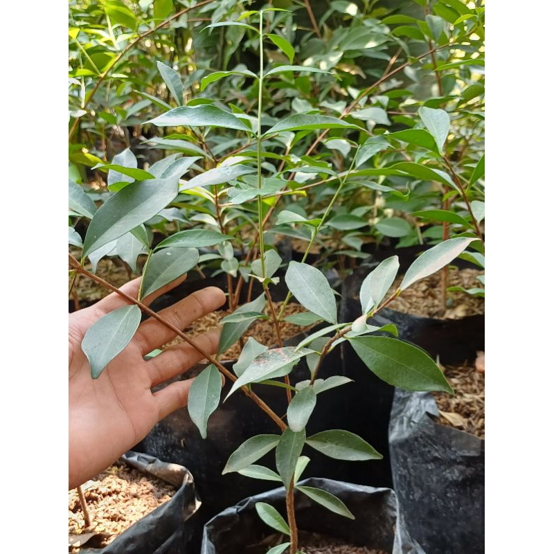 Bibit Tanaman Buah Import Ceri Brazil / Cerry Brazil