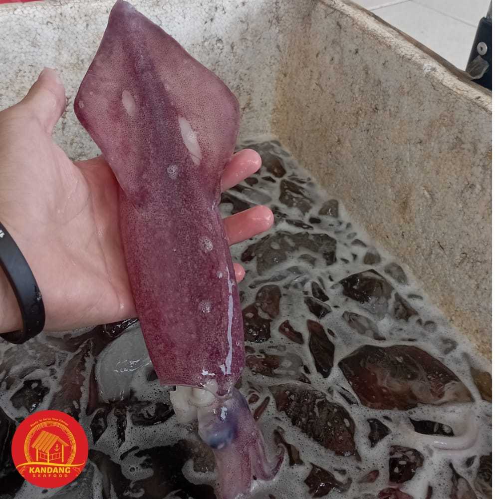 

Cumi Utuh Fresh / Jumbo / Segar