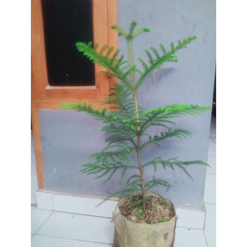 Cemara Norfolk