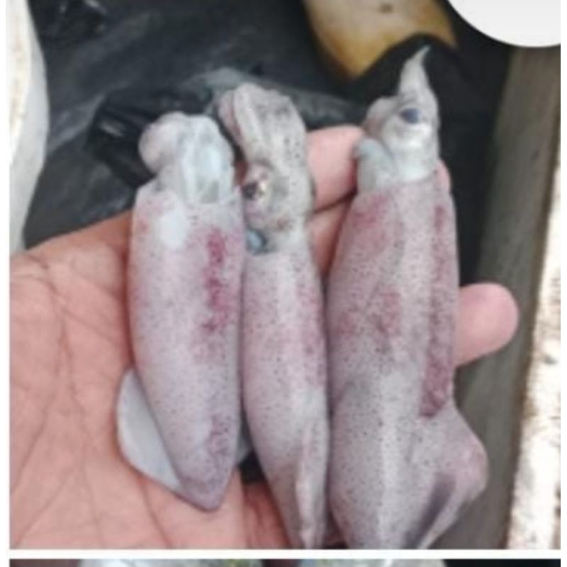 

Cumi cumi segar 250 gram