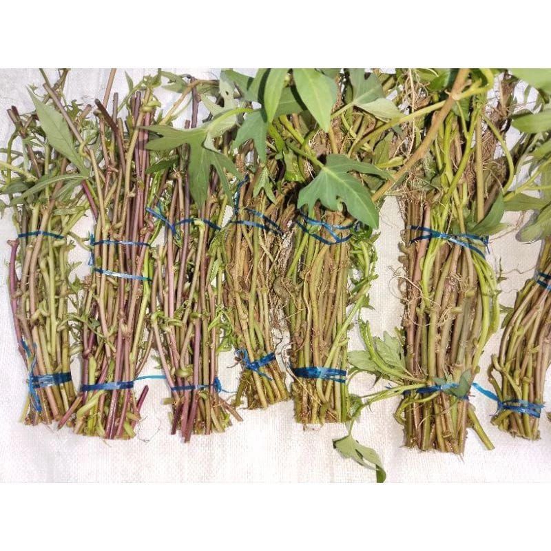 Bibit ubi Cilembu / bibit stek ubi cilembu