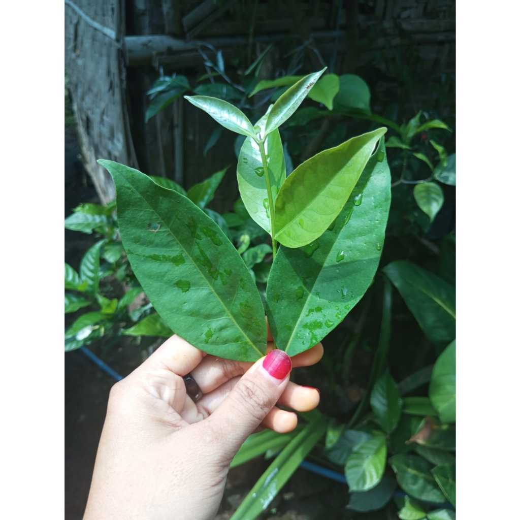 

DAUN SALAM PER PACK PLASTIK/DAUN SALAM SEGAR