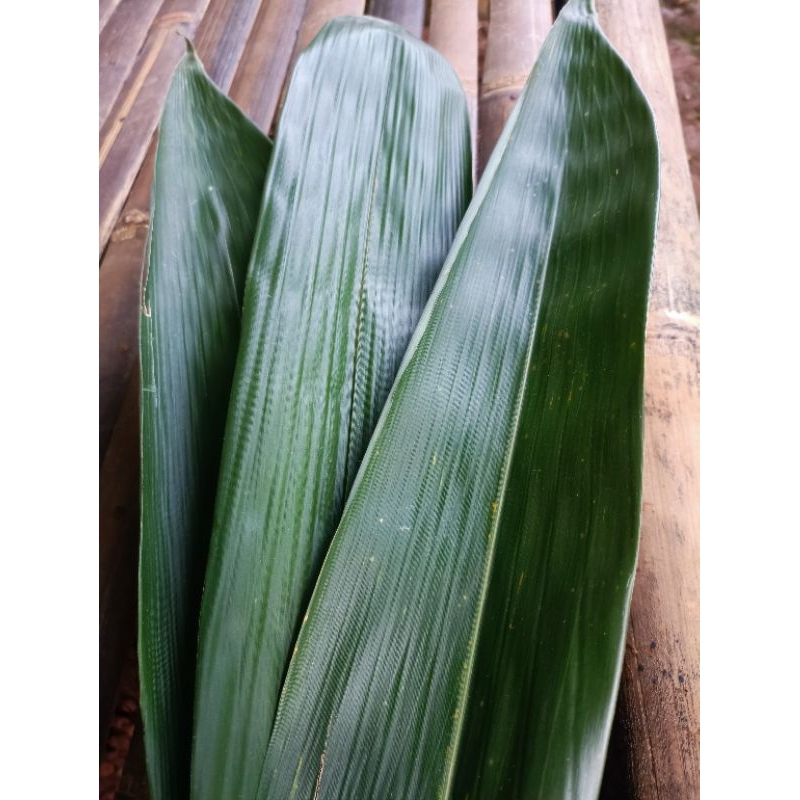

DAUN BAMBU BACANG 50 DAN 100 LEMBAR