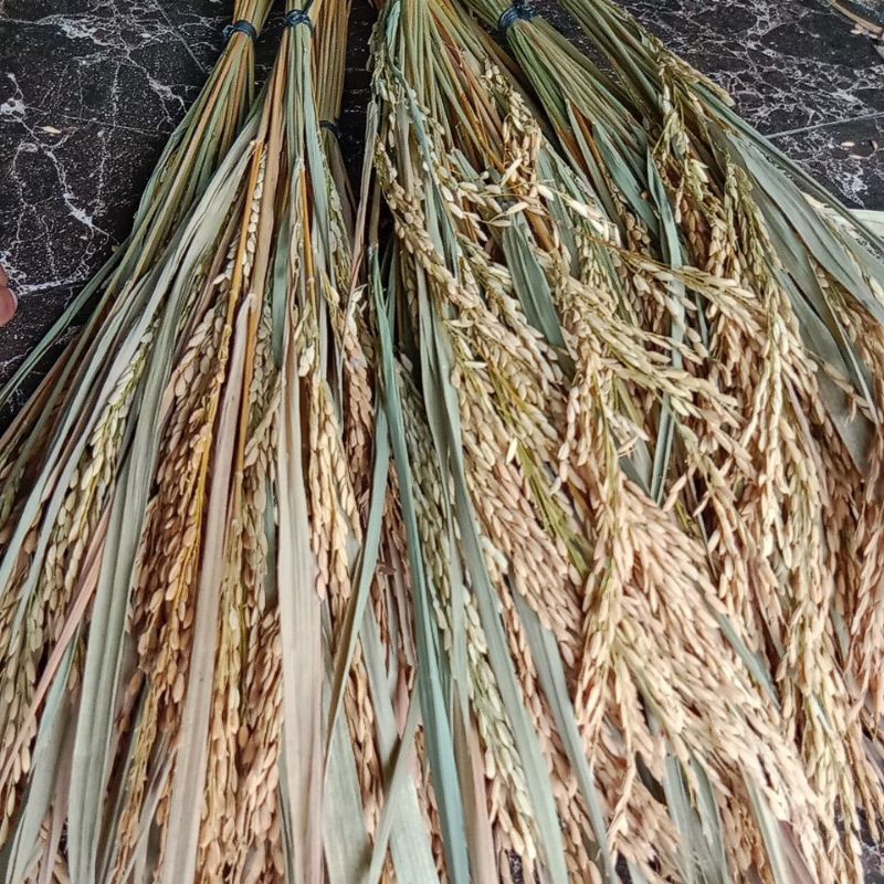 

Padi beras merah bertangkai isi 25 per ikat