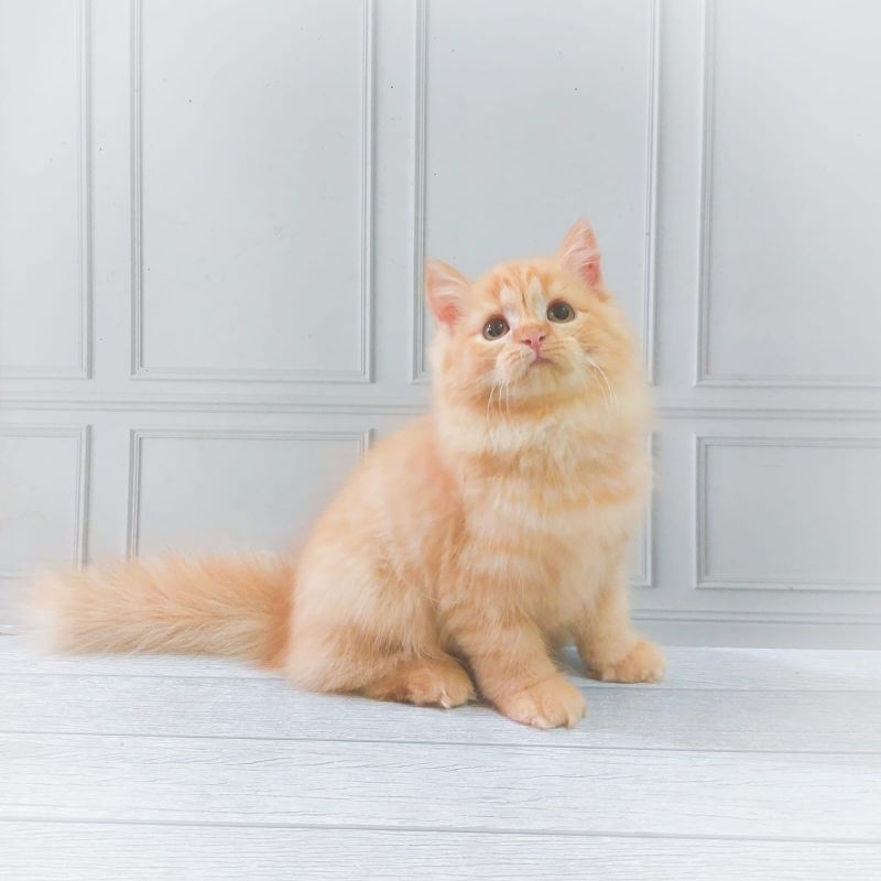 kucing persia Kitten/munchkin/Himalaya