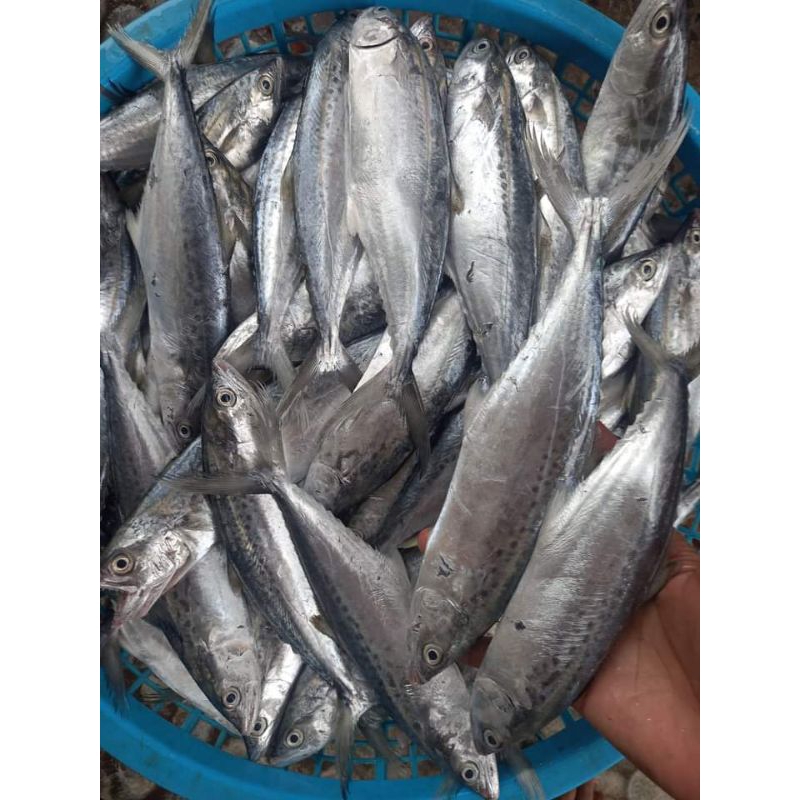 

Ikan Tenggiri