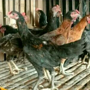 

Ayam kampung remaja (Luar kota wajib ongkir per box dan japri tekhnik cara pengiriman)