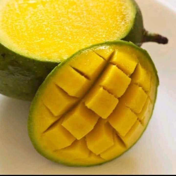 bibit  buah  mangga  kweni