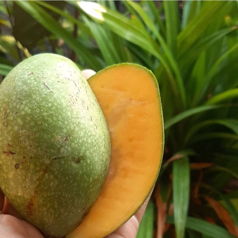 bibit  buah  mangga  madu