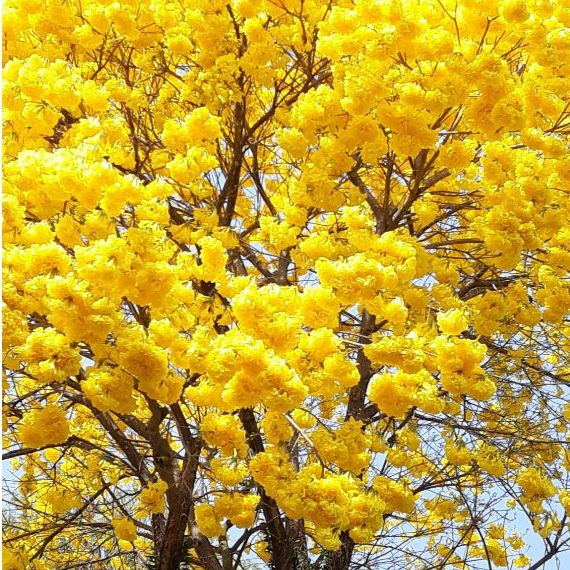 Tabebuya Warna Khusus Tanaman Hias Tabebuya