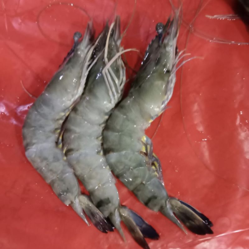 udang windu, tiger, pancet fresh frozen size 60