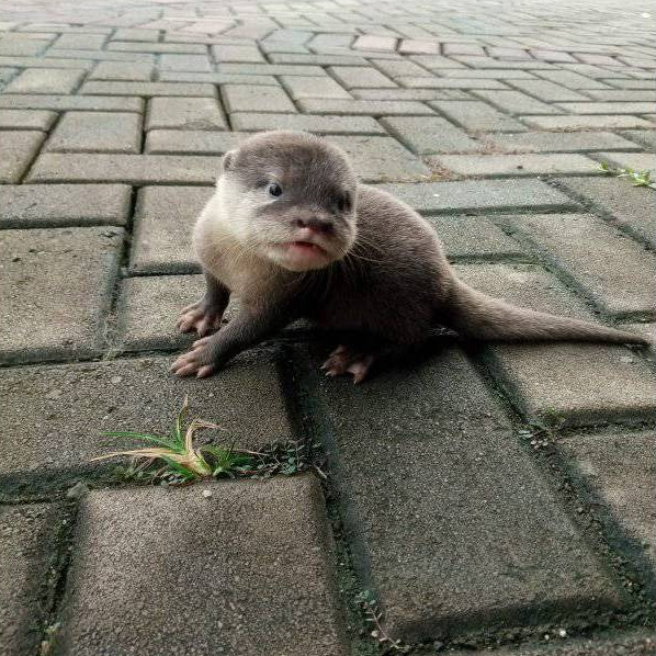 Hewan Adopsi Sero Atau Otter