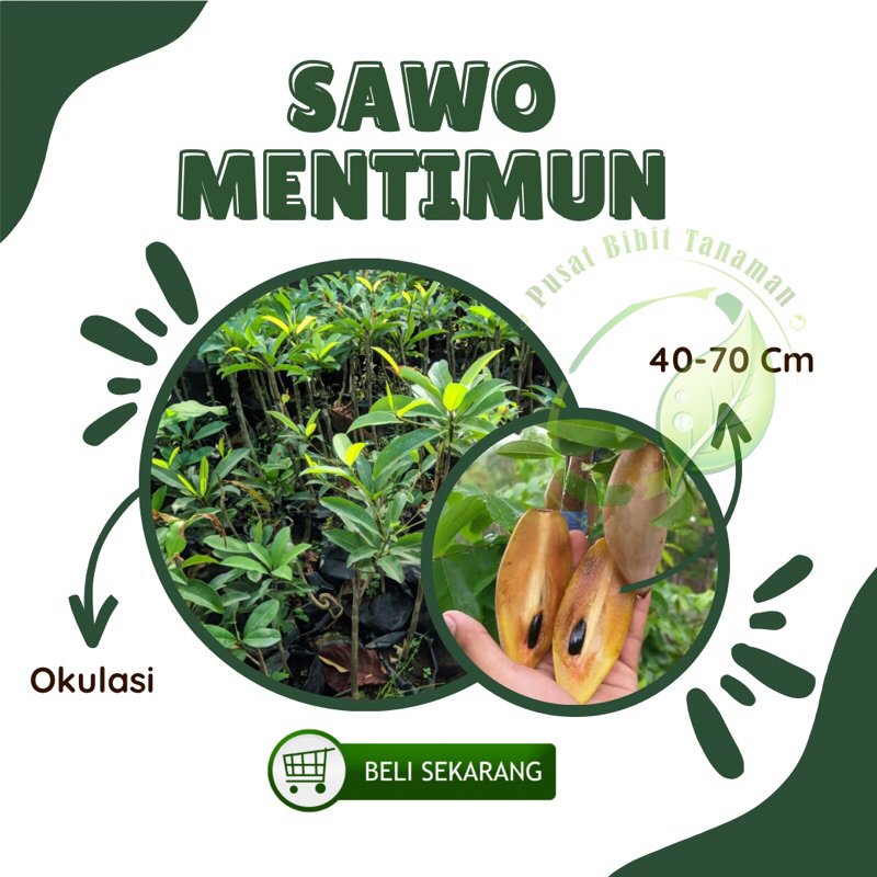 Bibit Tanaman Buah Sawo Mentimun sawo mentimun okulasi