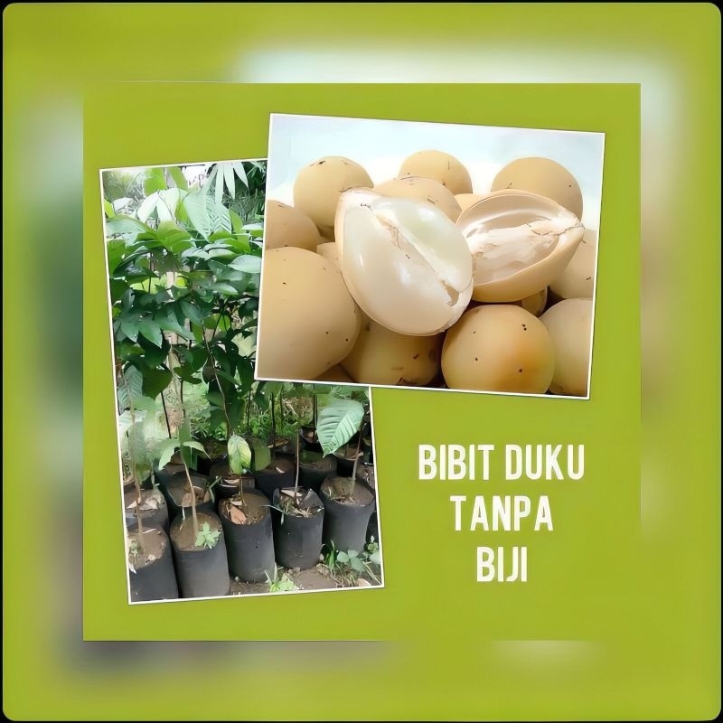 Tanaman duku super tanpa biji - pohon duku super tanpa biji siap tanam