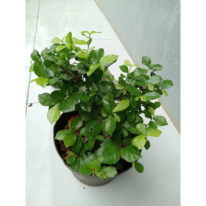 Bonsai Serut Mini Bahan Bonsai