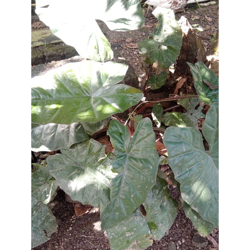 keladi hitam(keladi sente)