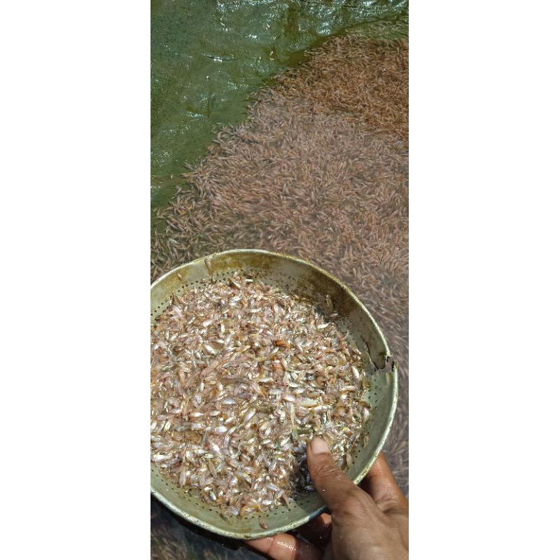 ikan larva nila merah bangkok