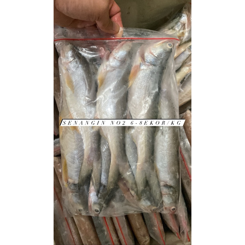 

Ikan Senangin / Goma No2 6-8ekor/kg