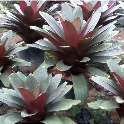 Bromelia Giant