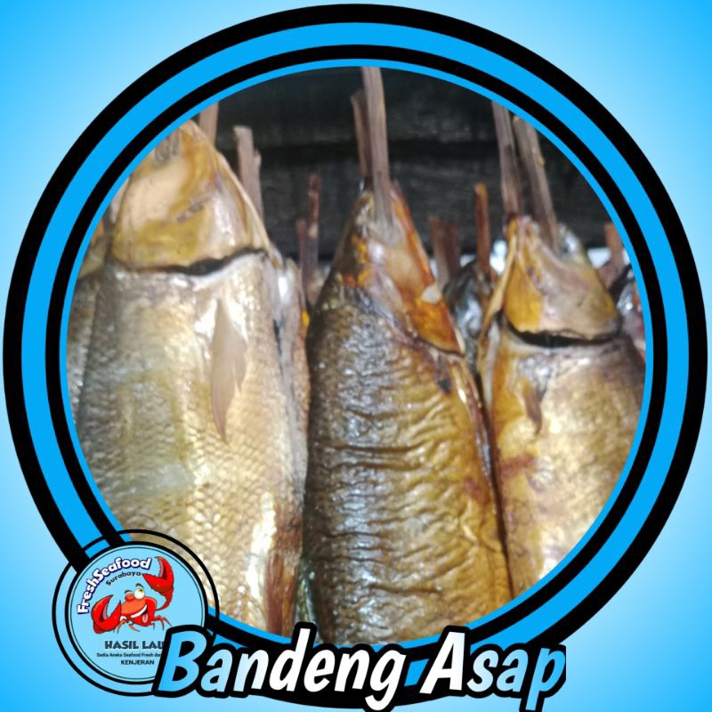 

BANDENG ASAP BIJIAN