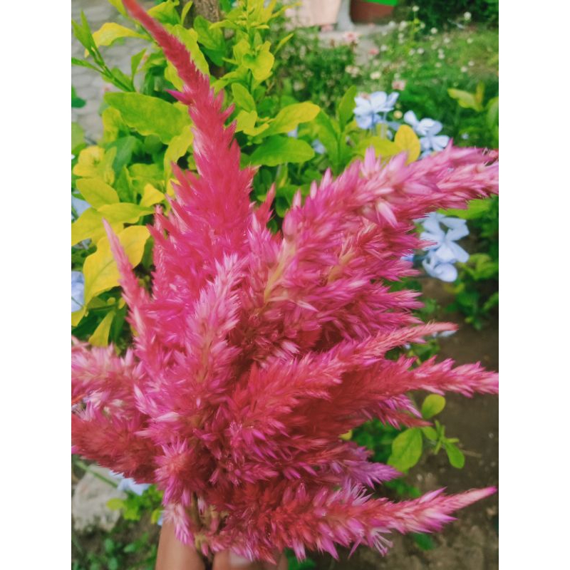Biji Bunga Celosia Plumosa Pink 100 Biji