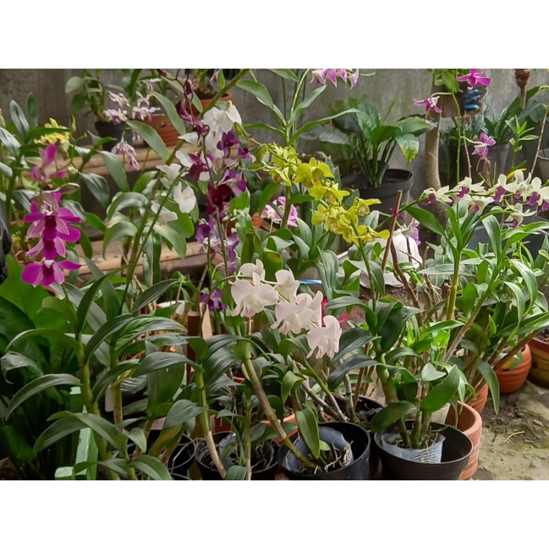 Anggrek dendrobium berbagai id knop/bunga, anggrek dendrobium visa peach,anggrek dendrobium black ca