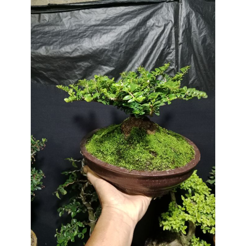 bonsai ohna