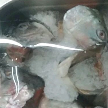 

KEPALA SALMON SEGAR 250 GRAM DENPASAR BALI