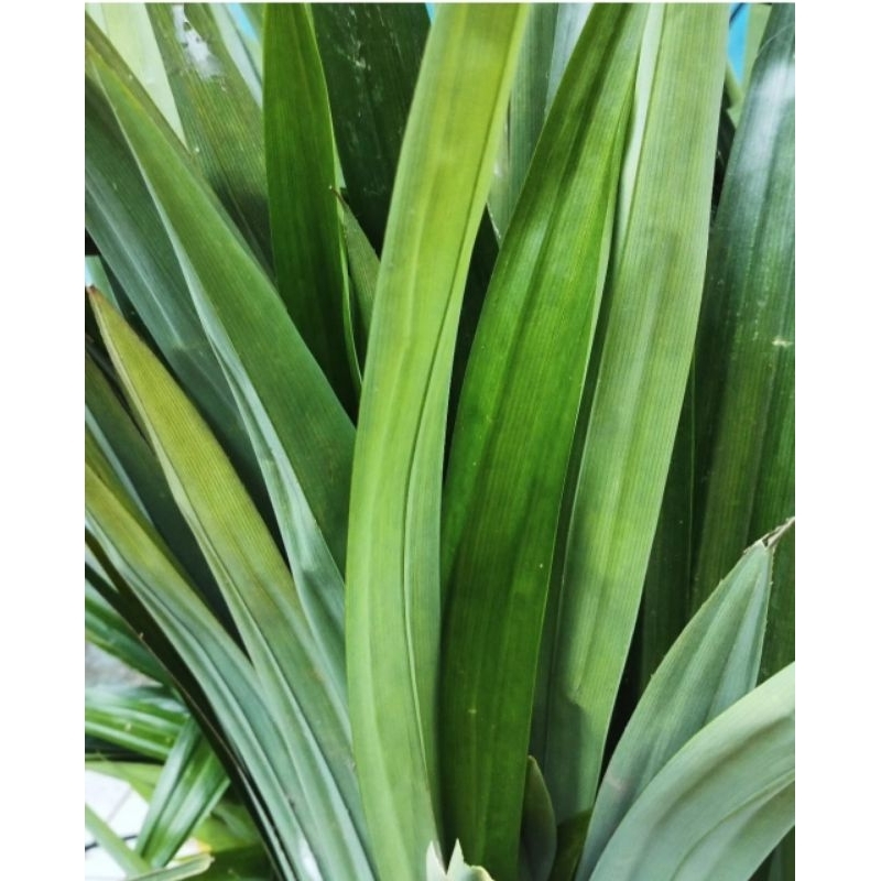 

DAUN PANDAN