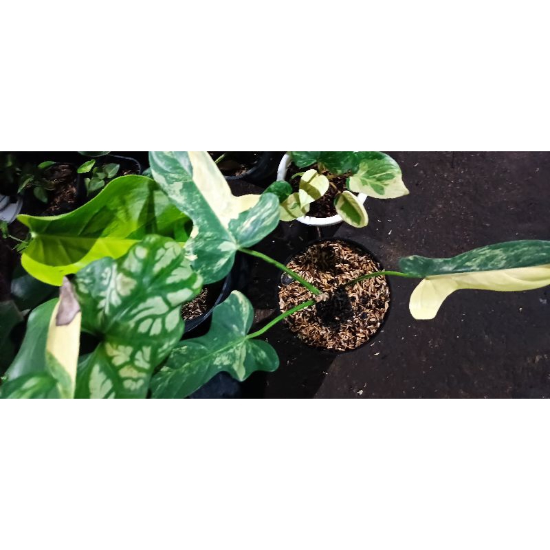 Philodendron Violin Varigata