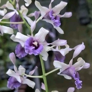Dendrobium (Imelda Marina Masagung x nindii) Anggrek Dendro Bunga Keriting Melintir Putih Ungu - Dewasa &amp; spike/knob/mekar/berbunga