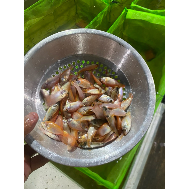 BIBIT IKAN NILA MERAH 5-7cm [100ekor]