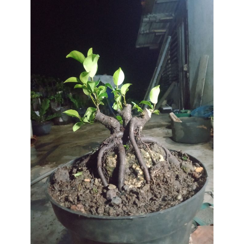 bahan iprik ontherok pormal