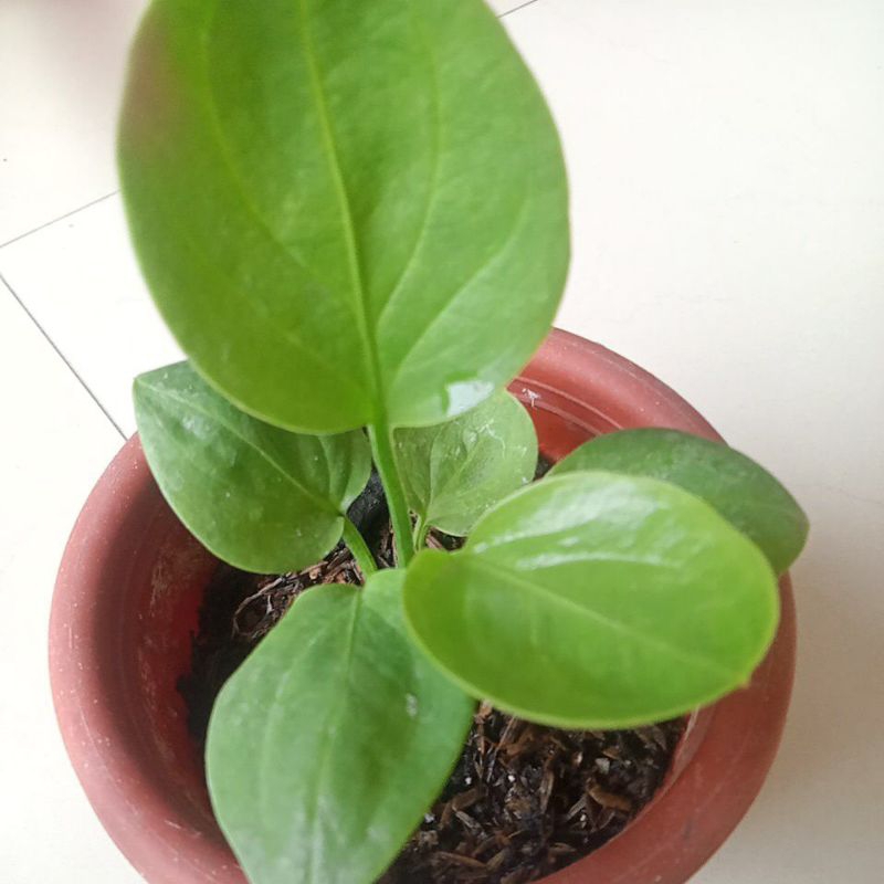 Jemani mangkok Rasputin original