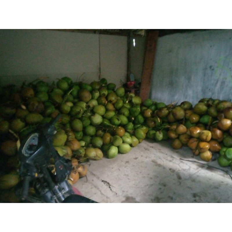 

kelapa muda,kelapa muda serat merah