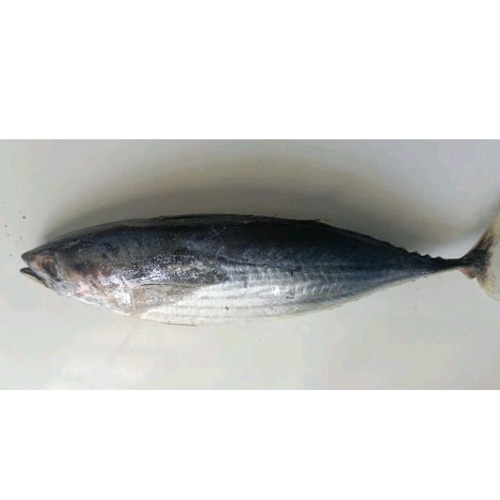 

IKAN CAKALANG BERAT 750 gr - 850 gr & 900 gr-1, 2kg Up /Ekor. Pal Merah - JAKBAR