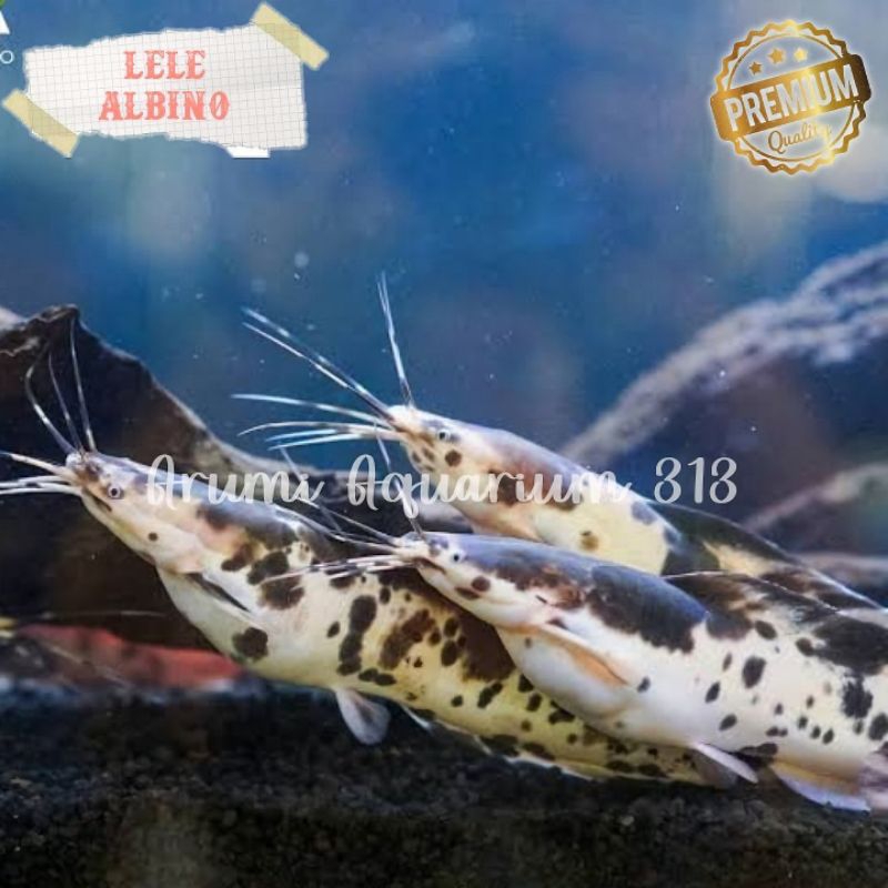 Hiasan Akuarium AQUASCAPE Paket 5 ekor Lele Albino/Lele Tutul/ Lele Blonteng.