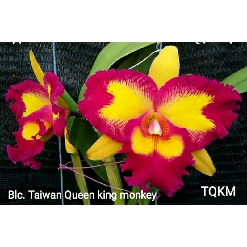 anggrek Cattleya taiwan Queen king monkey dewasa spike+pot angrek catlea pink tengah kuning Niming t